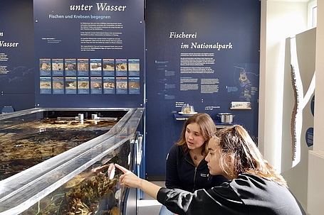 Gast zeigt auf Seeigel im Aquarium