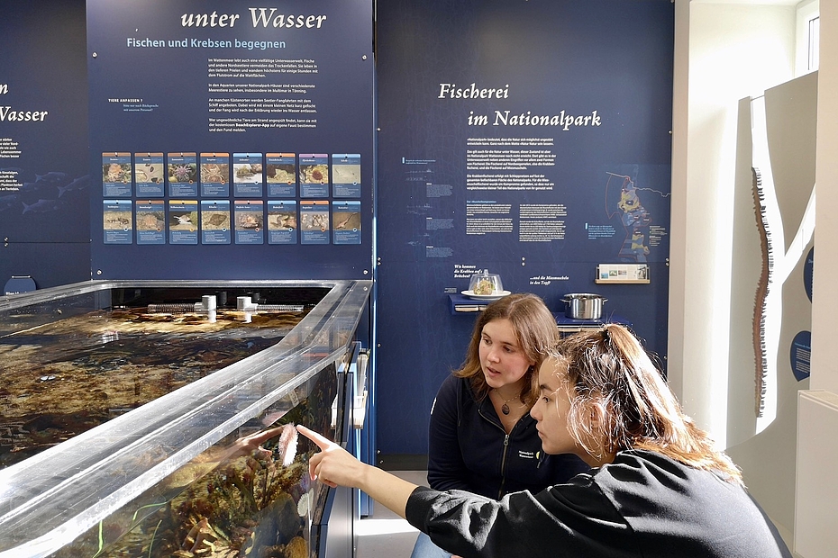 Gast zeigt auf Seeigel im Aquarium
