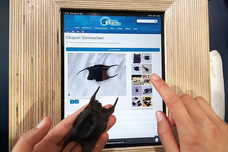 Detailaufnahme iPad Beachexplorer mit Rochenei
