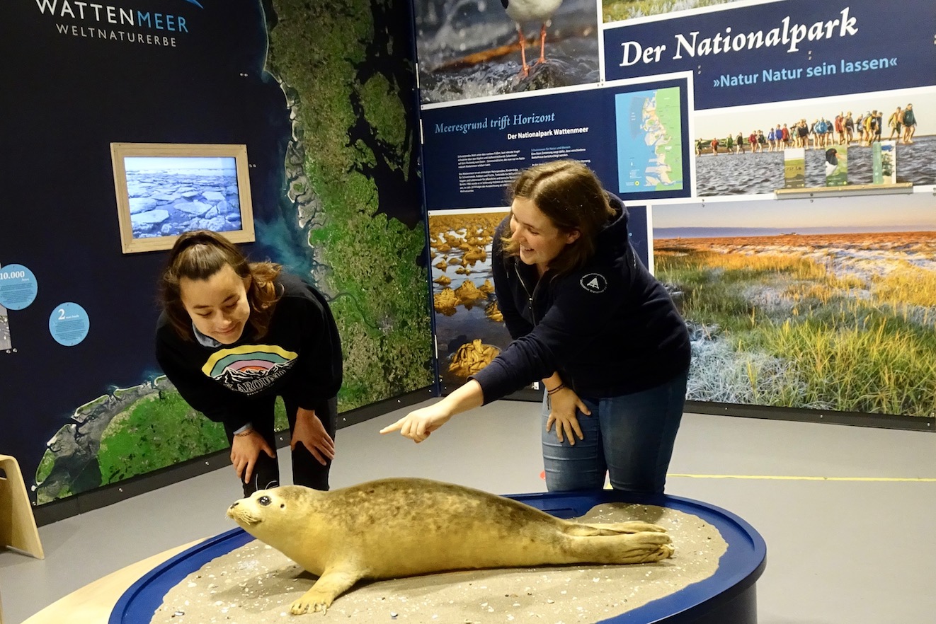 Freiwillige zeigt Gast Seehund